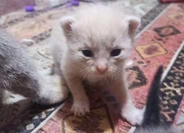 Dişi, Yaxşı əllərə lalafo.az -da Dişi, Yaxşı əllərə