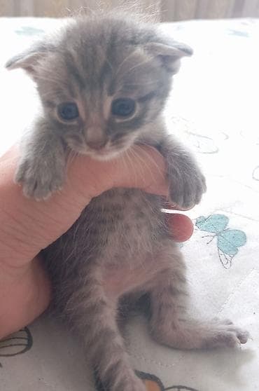 pişiklər: Britan yastı qulaq, Dişi, Yaxşı əllərə, Ünvandan götürmə — 1