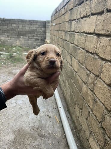 bala itlerin satisi: Zərif krem rəngli balaca Koker Spaniel balasidilar - Cins: kiçik/orta — 3