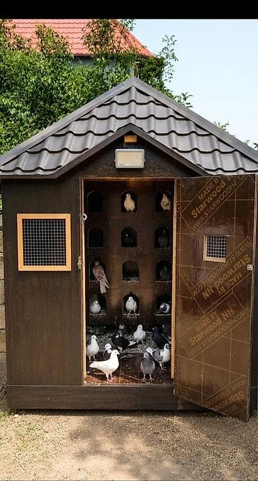 quş yuvası düzəltmək: Satılır quş damı Qara playwood materialdan yığılıb, keyfiyyətli və — 3