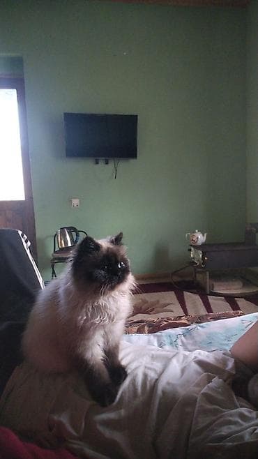 Siam, Dişi, Rayonlara çatdırılma, Ödənişli çatdırılma, Pulsuz çatdırılma