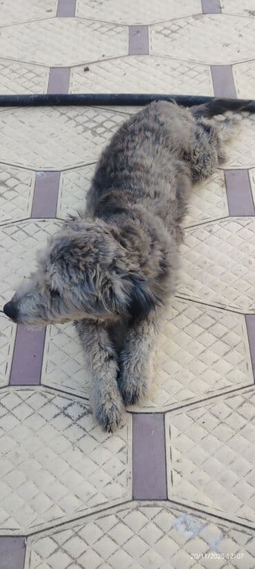 avçarka itləri: Miniatür pinçer — 5