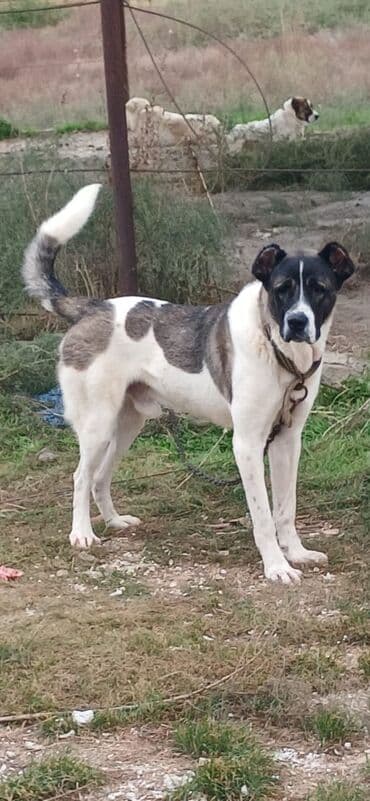 собака отдам в хорошие руки: Гурдбасар, 1 год, Самец, С прививками, Платная доставка — 7