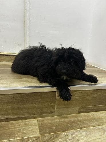 iller: Pudel, 5 ay, Erkek, Ünvandan götürmə, Ödənişli çatdırılma — 2