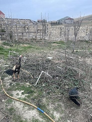 satilik inekler: Toyuq, Damazlıq — 1