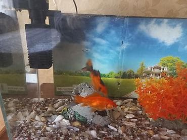 Птицы: Akvaryum dəsti – Artvarium - Şüşə akvaryum, üst və alt dekorativ — 4