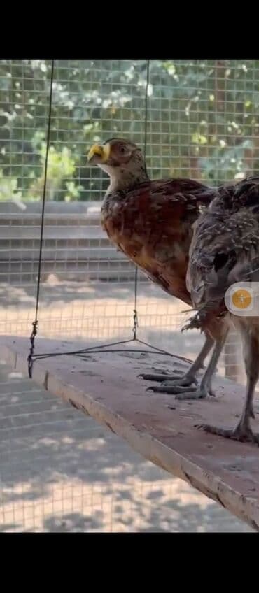 Ət və dəniz məhsulları: Qırqovul yumurtası - Növ: Qırqovul (pheasant) yumurtası - Təyinat — 2