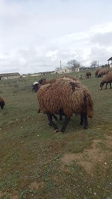 qoyun sortları: Qoyun satılır – yerli qara başlı, qəhvəyi yunlu sürü heyvanı - — 3