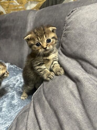 K/t heyvanları və malları: Şinşila balalari — 4