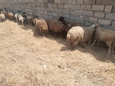 satdig quslar: Salam tam saglam heyvanlar satilir qoyun quzu keci cepis qoc kime ne — 1