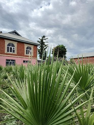 palmalar: Masallı nın kendinde özemə məxsus olan həyətimdə təsarfat üçün olan — 2