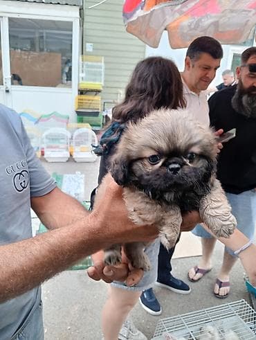 pudel satilir 2020: Pekines, Sənədli — 8