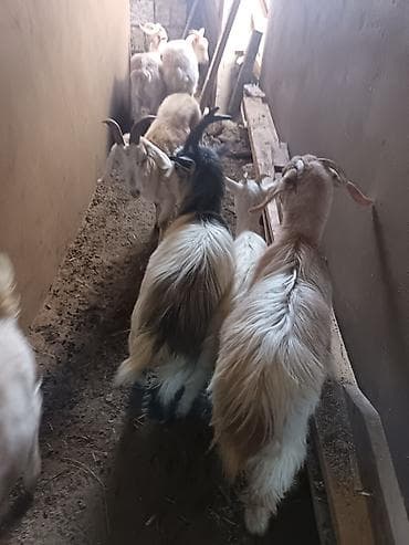 qaz ördək satışı: Saanen keçiləri satılır macar sortu, rusiya sortu isveçrə sortu — 4