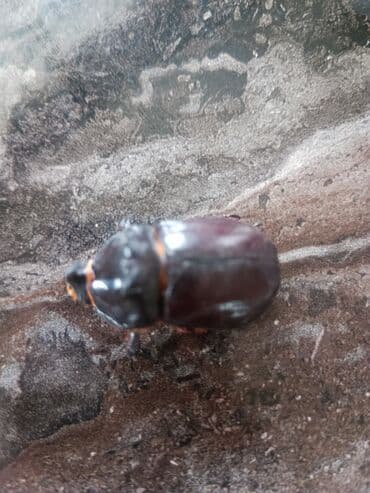 Gergadan böcəyi satılır 300 AZN əlaqə nömrəsi 0552707450