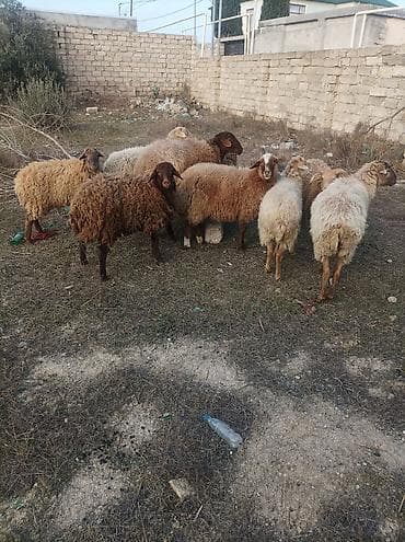 yorga at satilir: Dişi, il: 1, 80 kq, Ətlik, Ödənişli çatdırılma — 1