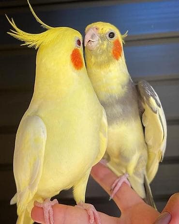 Quşlar: Salam. valnisti ve cex cexden donme cex vistivkanin qarisigi adi ile — 8