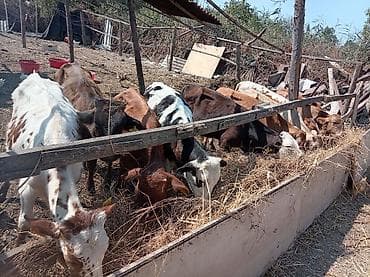ot və yem uyudən: Dana, buzov, Erkək, ay: 3, 100 kq, Damazlıq, Pulsuz çatdırılma — 3