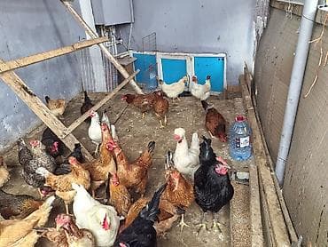 toyuq adi: Toyuq, Yumurtalıq — 7