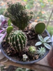 ev gülü: Her biri ucuz kimete Gencededi catirma var size yaxin yere ancag — 28