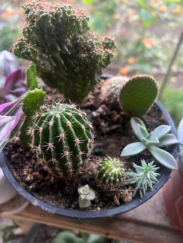 bitki toxumlarinin satisi: Her nov guler var endirimnen verecem Gencedi istiyen yazsin satiş — 40