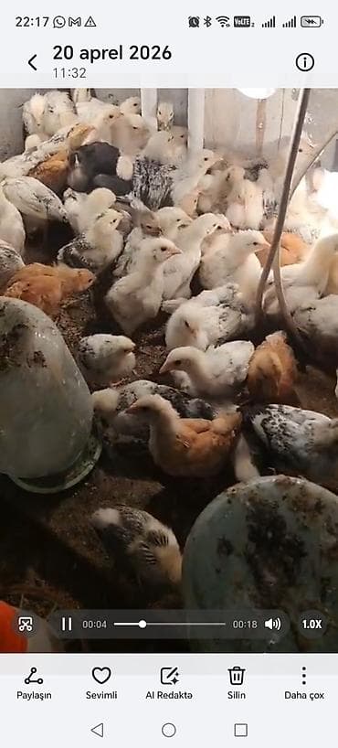 Toyuq cücələri, Ətlik