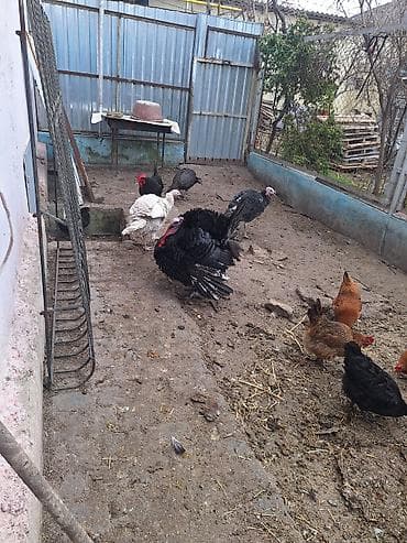 cənnət quşu: 2 xoruz 2 fərədi ramanıdadı . yumurtuyullar ağ fərə uje — 3