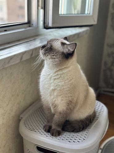 pişik 50 azn: Erkək — 2