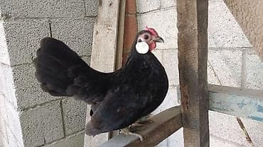 bramo toyuqlari satisi: Minorka ag qulaq yumurtası satılır yalnız — 5