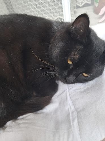 yem qabi: Yaxşı əllərə — 1