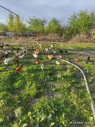 ordək balası və cucə: Toyuq, Ətlik — 8