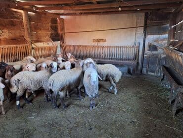 cücə yem qabı: 13dənə erkək quzdu kök heyvanardı heyvanlar sumqaydadı isdiyən olsa — 3