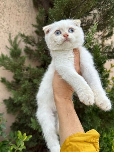 şotlan pişik: Şotland yastı qulaq, Erkək, Dişi, Yaxşı əllərə, Ünvandan götürmə, Pulsuz çatdırılma, Ödənişli çatdırılma — 151