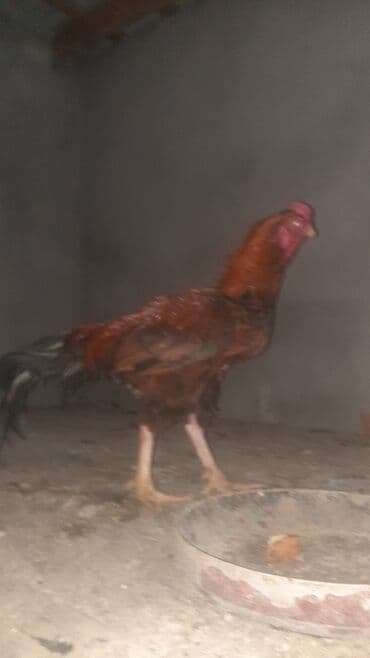 meşe xoruzu: Xoruzlar — 1