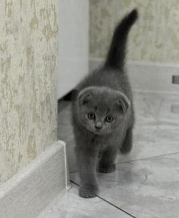 at satişi: Şotland, Dişi, Ünvandan götürmə — 1