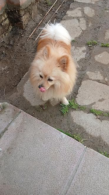 afçarka itlər: Şpitz, Erkek, Ünvandan götürmə — 2
