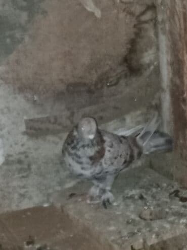 Bülbüllər: Müxtəlif rənglərdə iki göyərçin təklif olunur. Biri gənc, qəhvəyi, boz — 17