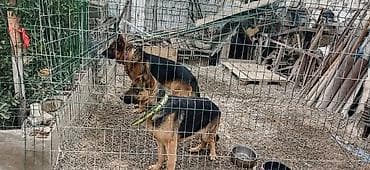 taksa it: Alman çoban iti, Erkek, Peyvəndli, Pulsuz çatdırılma — 3