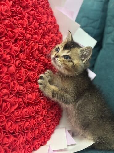 ən şirin pişiklər: Britan, Erkək, Yaxşı əllərə, Ödənişli çatdırılma — 1