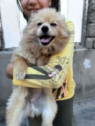 доска объявлений собаки: İt satılır — 4