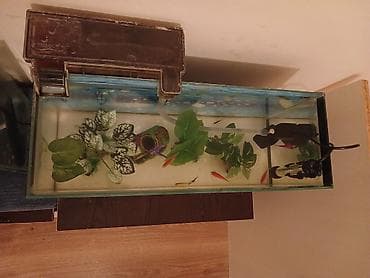 tuna baligi qiymeti: 50×30×18 10 eded balıq 8 eded glofish 2 eded neon tetra Şəlalə — 3