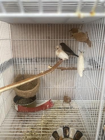 Pişiklər: 5 eded bengal 
Qiymet 5 aitdi
Qefes SATILMIR — 3