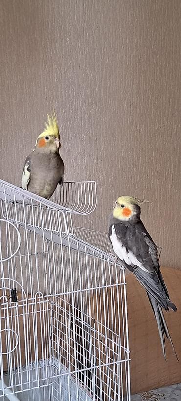 Nimfa tutuquşuları (Cockatiel) – cüt - Növ: Nimfa (Nymphicus