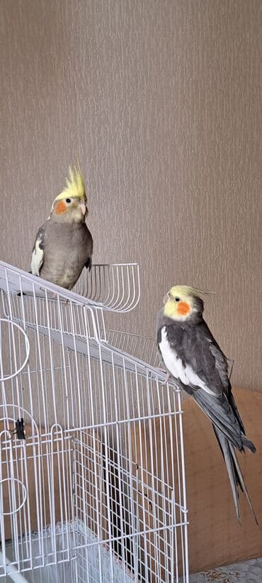 alabaxta quşu: Nimfa papuqayları (cockatiel) — 2 ədəd - Rəng: boz-ağ lələklər, sarı — 2
