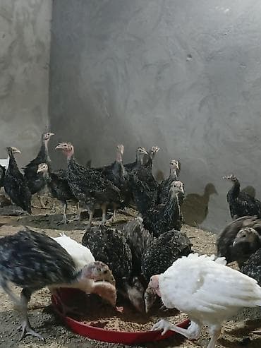 cücə yemi: Hinduşka cücələri, Damazlıq — 3