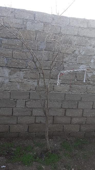 agdag direk suvaq: Dekorativ hündür çiçək qabı (ağ) - Material: yüngül və davamlı — 8