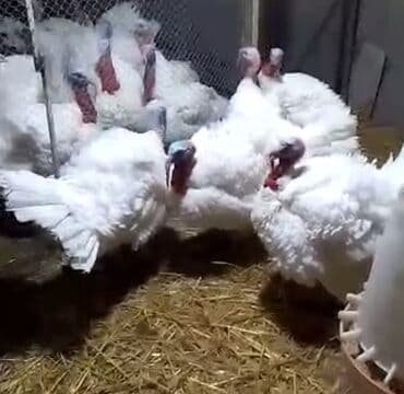 kuban ördək: Erkək, Kanada, Holland, Amerika, Damazlıq, Pulsuz çatdırılma — 1