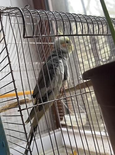 Növ: Nimfa papuqayı (Cockatiel) Rəng: Boz-qara əsas, sarı baş və