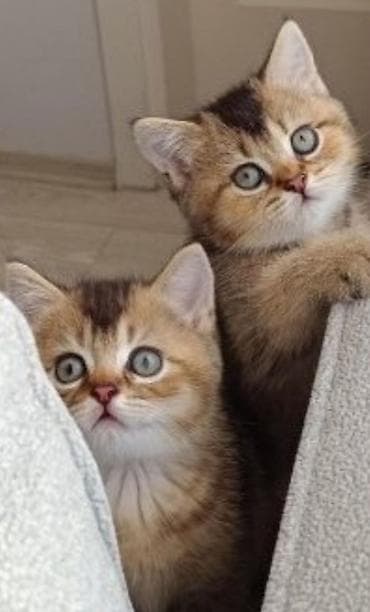 erkey pisik adlari: Şirin balaca pişik balası - Cins: ehtimalən Scottish Fold/Scottish — 6