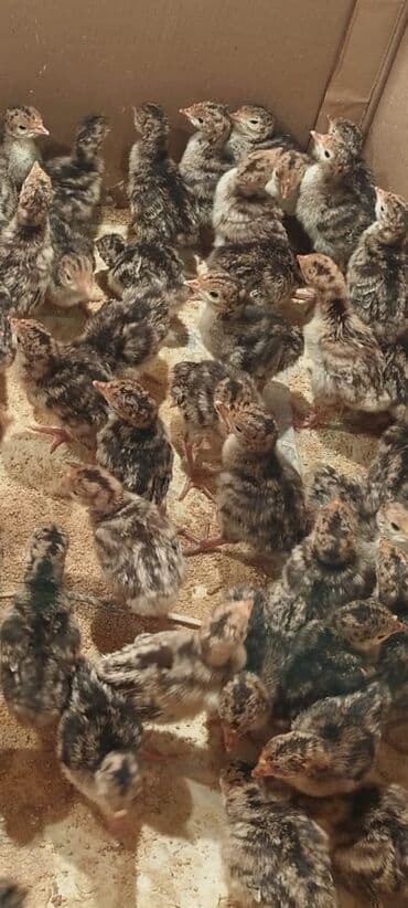 bala kirpi: Amerikan bronz hind quşu balaları satılır!!! Hər həftə çıxışımız var — 4