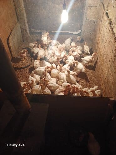 toyuq sortları: Toyuq cücələri, Ətlik — 1